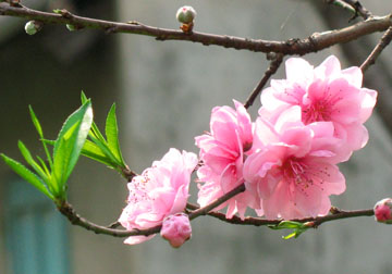 Beauté des fleurs de pêcher sous le soleil de printemps